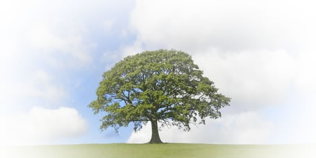 Ricchio_Tree